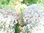 Tiberium.jpg (728 KB) Tiberium