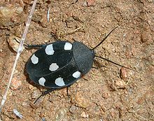 Therea petiveriana