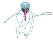 Scyphozoa
