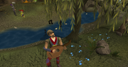 Lumbridge Musician