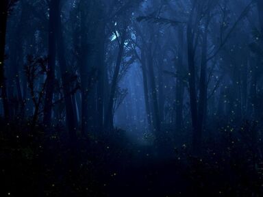 Frostleaf Forest