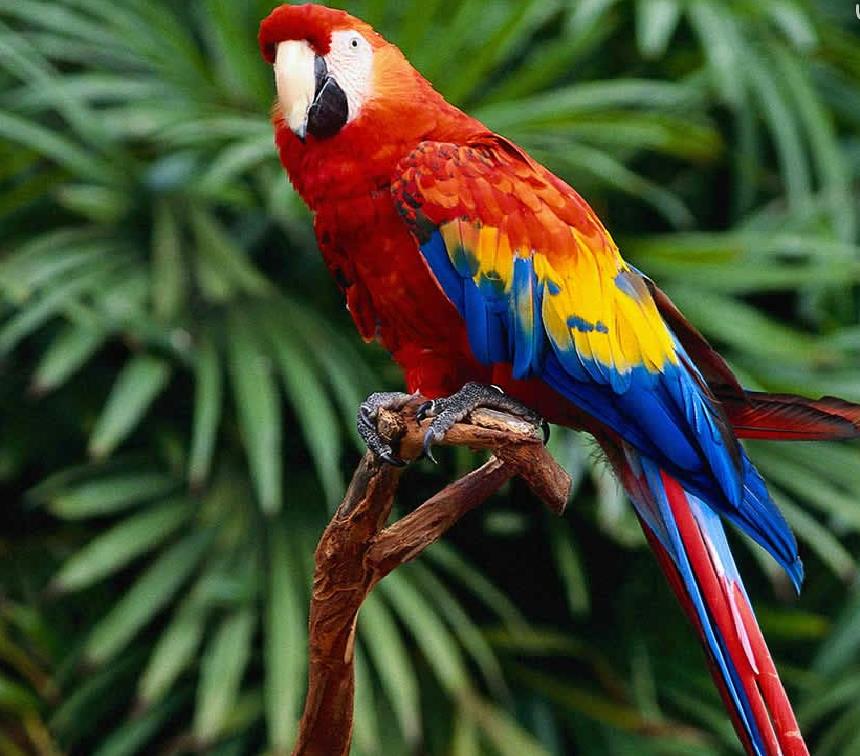 Resultado de imagen para animal guacamaya