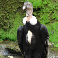 Condor Andino Wiki Colombia Fandom