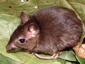 Imagen Rata espinosa de Napo (Proechimys quadruplicatus).jpg Wiki