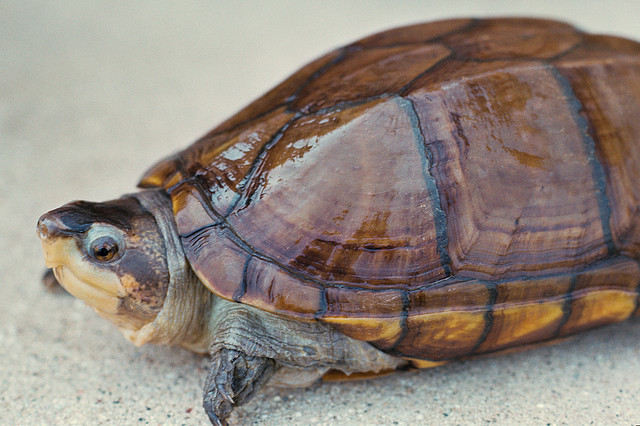 Resultado de imagen para Tapaculo o Tortuga de caja