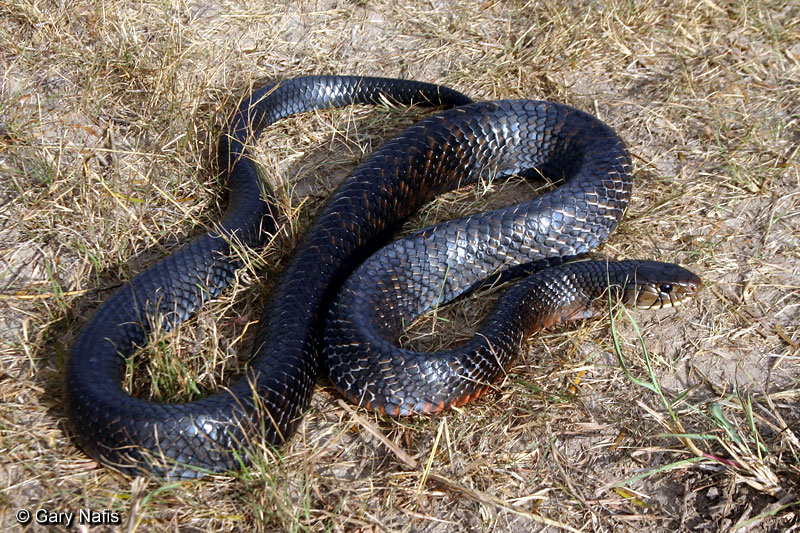 Serpiente De Drenaje - Temu