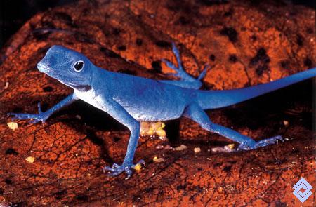 Resultado de imagen para lagarto azul