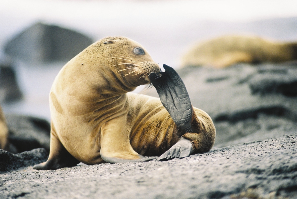 León marino de las Galápagos | Wiki Colombia | Fandom