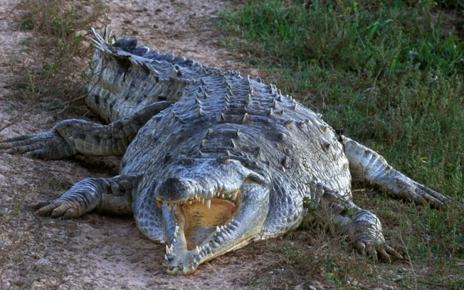 Resultado de imagen para IMAGENES DEL COCODRILO ORINOCO