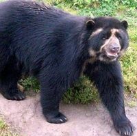 Oso De Anteojos Wiki Colombia Fandom