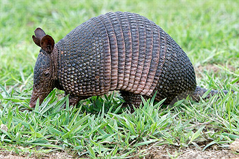 Resultado de imagen para cual el armadillo animal en colombia