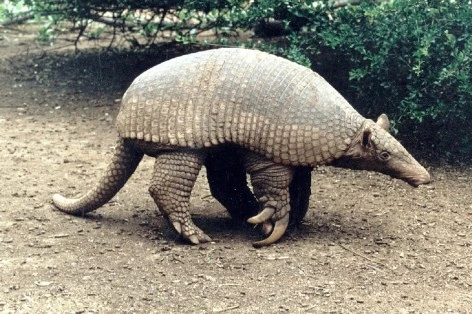 Resultado de imagen para armadillo gigante