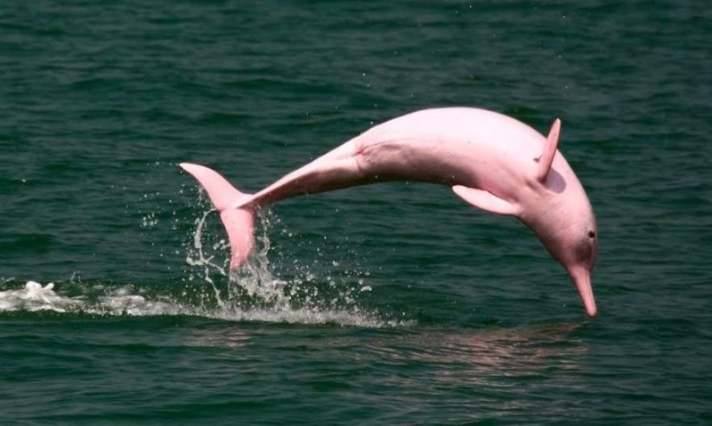 Resultado de imagen para DelfÃ­n rosado (Inia geoffrensis) colombia
