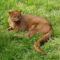 Jaguarundi Wiki Colombia Fandom