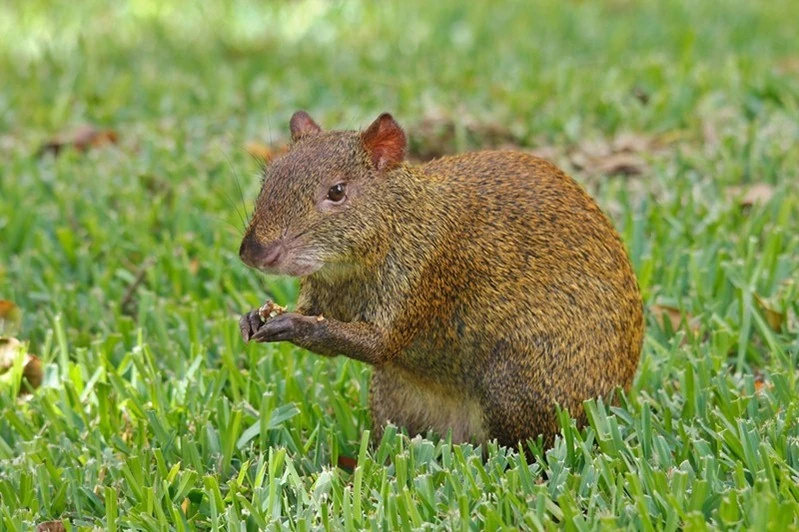 Agutí centroamericano | Wiki Colombia | FANDOM powered by Wikia