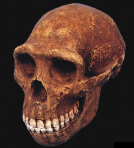 Craneo Homo habilis 