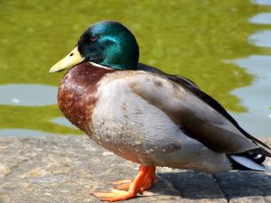 Mallard | Color Sorting | FANDOM powered by Wikia