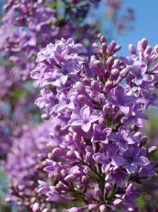 Lilac | Color Sorting | FANDOM powered by Wikia
