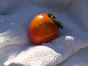 230585 persimmon 4