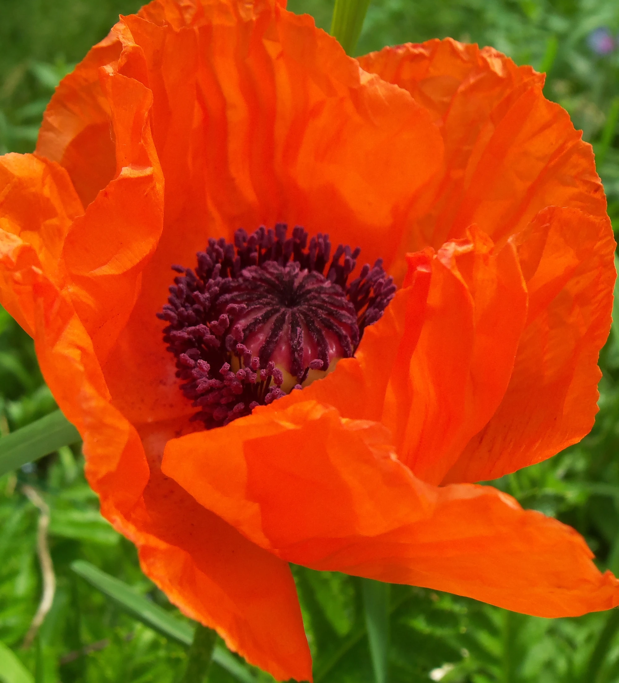 Image Vermillion jpg Color Sorting FANDOM powered by Wikia