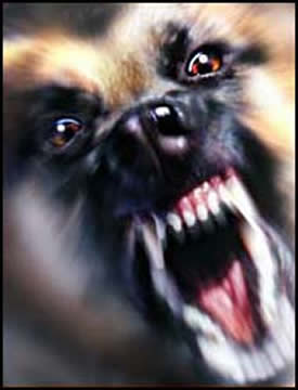 Aggressive-dog