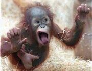 Monkey