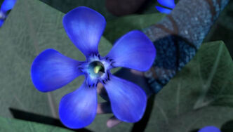 Oleander Azul