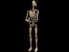 B1droidbig