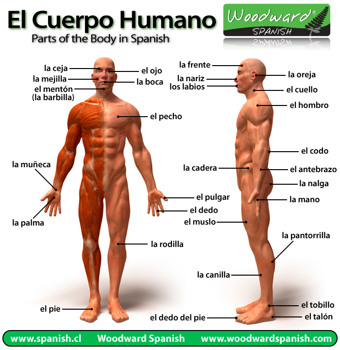 Resultado de imagen para cuerpo humano