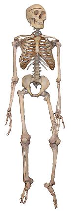 150px-Skeleton2