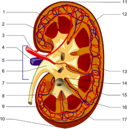 250px-Kidney PioM