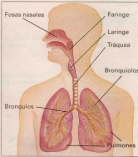 Respirsistema06