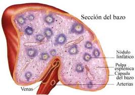 Descarga (4)h