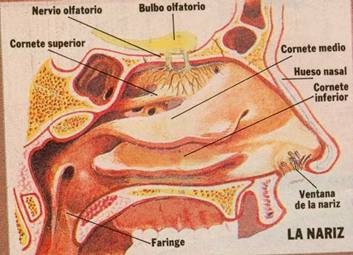 Olfato005