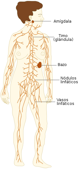 Sistema Linfatico Wiki Componentes Del Cuerpo Humano Fandom