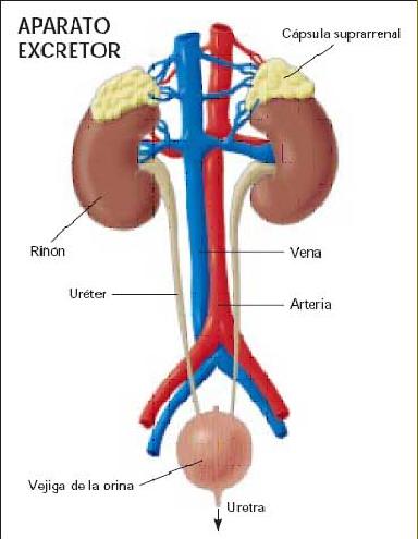 Sistema Excretor o Urinario | Wiki COMPONENTES DEL CUERPO HUMANO ...