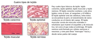 Tejidos