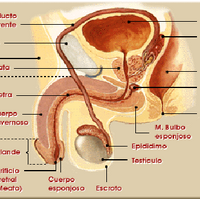 Aparato Reproductor Wiki Componentes Del Cuerpo Humano Fandom