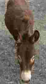 JPEG example donkey 010