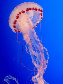 AAAAAARGH! A JELLY-FISH! AAAARGH!
