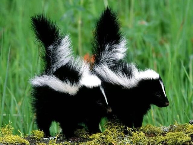File:Skunk.jpg