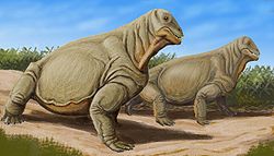250px-Moschops11DB