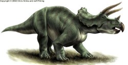 250px-Triceratops