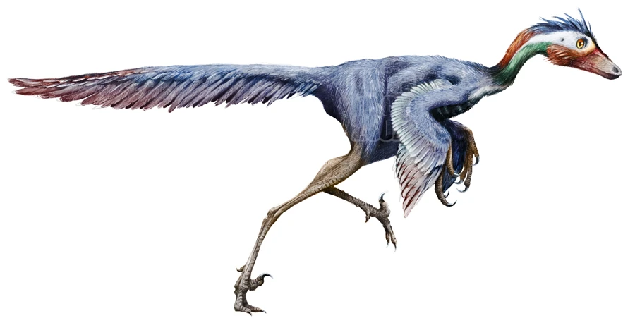 Jinfengopteryx Cool Dino Facts Wiki FANDOM powered by Wikia