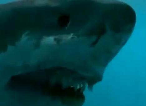 dino megalodon