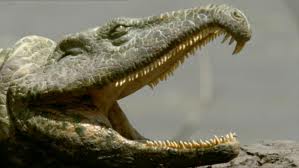 Proterosuchus1