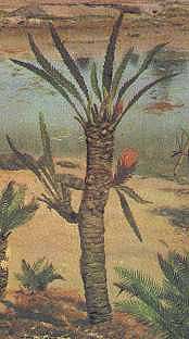 Bennettitales