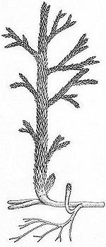 Asteroxylon