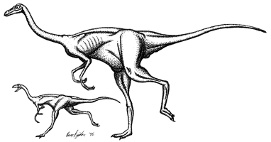 Timimus
