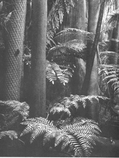 Carboniferousforest